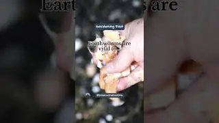Earthworms are vital to...