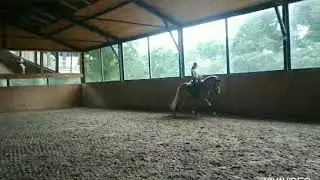 Dressage haflinger for sale