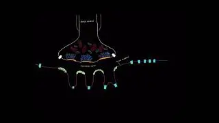 NM physiology 6: The Acetycholine Receptor
