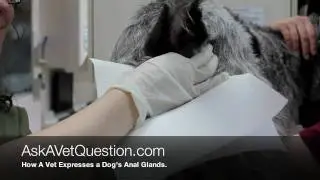How to Express Anal Glands
