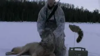 Predator Calling-Wolf called in on film