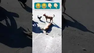 funny animal 😂#dog #comedy #shorts#funnyshortclips