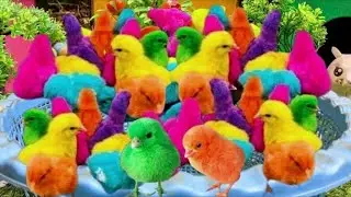 Colorful Chickens, World Cute Chickens, Rainbows Chickens, Cute Cat, Rabbit, Cute Animals #286