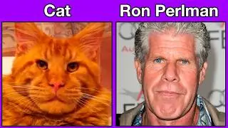Animals That Are Perfect Celebrity Lookalikes