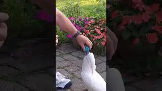 HAPPY HOUR: Parrot fetches like a dog