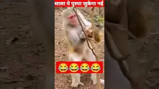 monkey ka baby three per magic || बंदर का बेबी पेड़ पर मैजिक शो || #shorts #shortsvideo #short