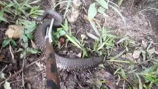 Water moccasins swimming UNDER water