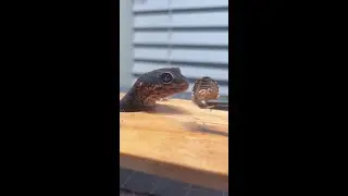Is your leopard gecko still not eating? Let's find out why