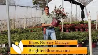 Autumn Belle Encore Azaleas at Brighter Blooms Nursery