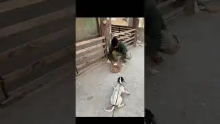 Panther cala geya Shehr main dihat