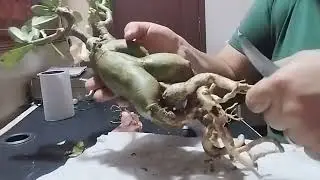 Desert rose, cleaning for replanting.