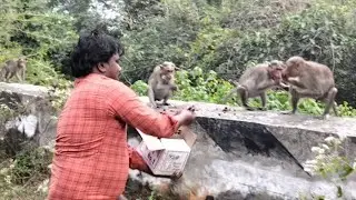 Monkey grapes Fruits Feeding ,Thangamgold,save animals.