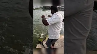 Maida Bait Magic 🎣 | Massive Mullet Fish River Trap Success  #fishing #handfish #fishingmethods