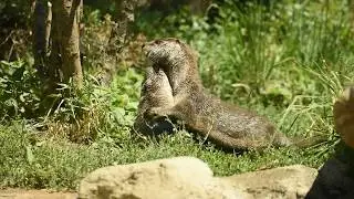 River Otter Romp
