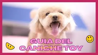 Perro Caniche Toy / Enano, donde comprar en Espa&ntilde;a