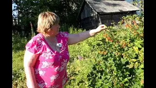 I came to collect the first harvest, and here...