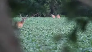 Summer Deer Scouting 2020 (Cinematic Edit)