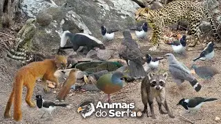 O SEGUNDO ABASTECIMENTO DESSE BEBEDOURO FOI UM SUCESSO
