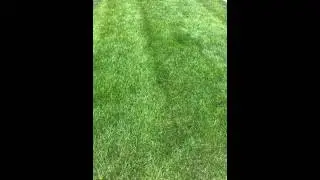 Lawn Fertilization Services ( SLG Landscaping )