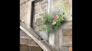 Stone Flower - Olshansky Fusion Duo