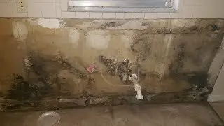 Black Mold Inspection Testing In Clearwater FL 727-877-1011 TampaBayMold.net