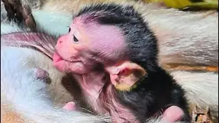 baby monkey is sleeping with hungry when mom #lovelymonkey #babymonkey