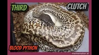 T- Albino Goldeneye x Batrix Het T- Albino Goldeneye Blood Python Clutch!