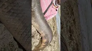 Big Snakehead Murral fish Catched #trending #viral #laxmanfishingdarbar