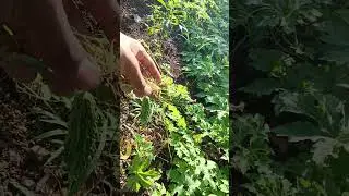 karela #karela #trend #farming #shortsviral #trending #food #vegetables