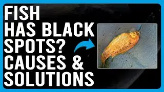 Why Your Fish Have Black Spots? (How To Cure/Treat Black Spots On Your Fish)