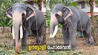 ഊട്ടോളി മഹാദേവൻ 🥰 | Uttoly Mahadevan | Uttoly Mahadevan Latest | Thrissur Media | 4K