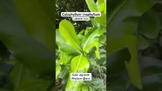 புன்னை மரம் callophylum innophylum #nature #plant #tree #tree #forestguard #butterflies #discovery