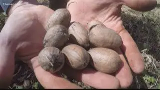 Central Georgia pecan harvest benefits from dry summer