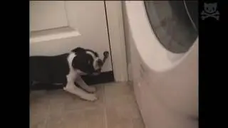 rabid dog attacks doorstop