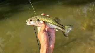 Fly fishing Spring Creek TX for spotted and largemouth bass