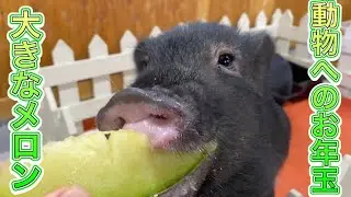 動物園の動物達に大きなメロンのお年玉！！送り主は天国のミニブタぶーちゃん！？