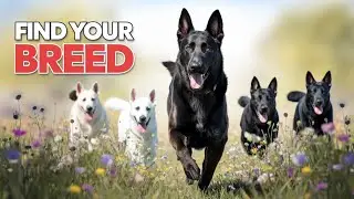 German Shepherd Types Explained: Which One is Right for You