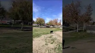 Trying to teach my dog how to play tag 😂 #raisingbane #bigdogs #banethedog #funny #dogmom