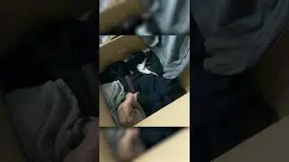 Clingy cats pt. 4 #shorts