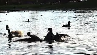 Coot fight