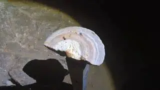Wyandotte Caves at O'Bannon Woods State Park