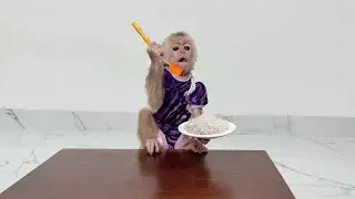 Monkey Kyo helps Dad cook &ndash; So smart, so cute!