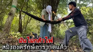 เดี๋ยวนี้มันไม่กลัวไฟ สมิงองครักษ์อกอาละวาด มันหลบซ่อนตัวในป่าลึก!!￼