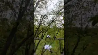 Navigating the Meteor 75 through the trees before the leaves fall down 🍂  #tinywhoop #fpvfreestyle