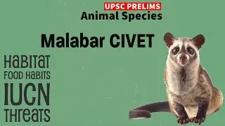 MALABAR CIVET  || Animal Species