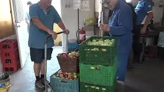 Pressage du jus de pomme