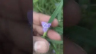 Kannieer pooo.. #traditional #viral #viralvideo #agriculture #natural #former
