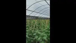 3 massive cannabis farms busted in QLD
