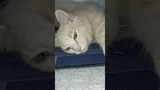 kucing oren 😼😼😼 #cat #kitten #funny #cute # #kitty #pets #elsanto