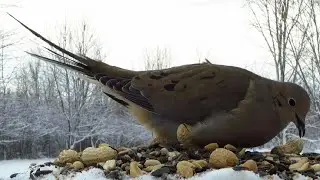 Mourning dove having some lunch on a snowy winter afternoon